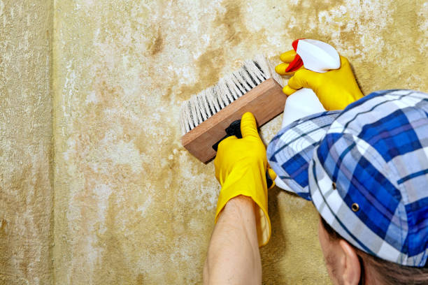 Best Mold Remediation for Vacation Homes  in Rehoboth Beach, DE
