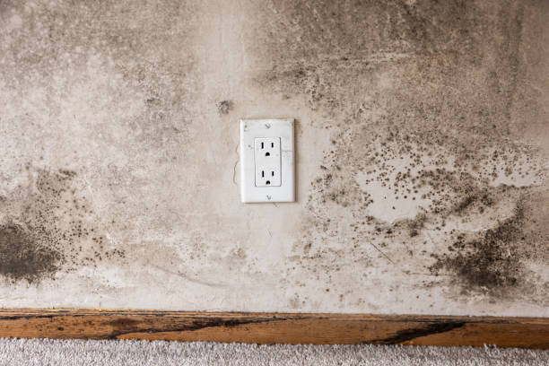 Best Industrial Mold Remediation  in Rehoboth Beach, DE