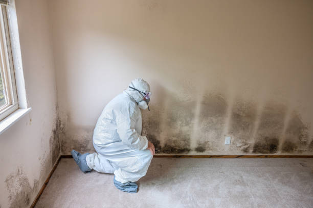 Best Biohazard Mold Removal  in Rehoboth Beach, DE