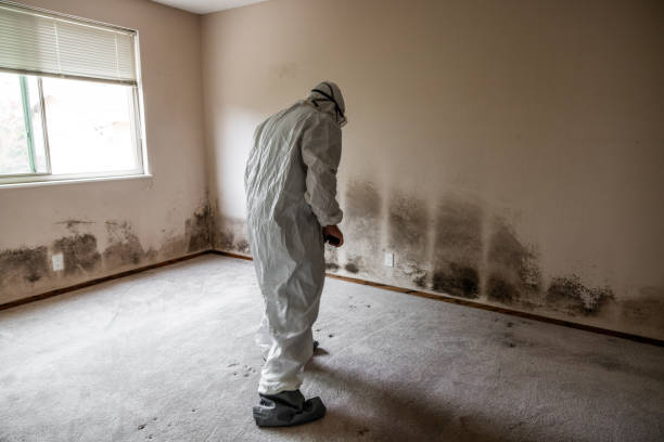 Mold Documentation for Insurance Claims in Rehoboth Beach, DE