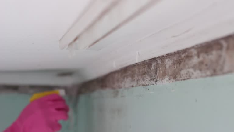  Rehoboth Beach, DE Mold Removal Pros